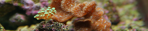 Dave Carlson's fish tank