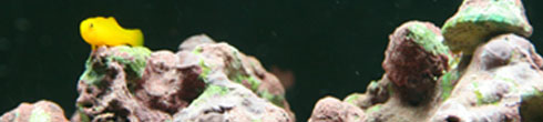 Dave Carlson's fish tank