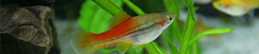 Dave Carlson's fish tank
