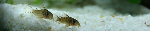 Dave Carlson's fish tank